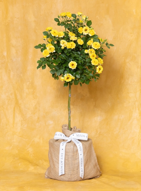 In Memory Sunrise Yellow Rose Topiary