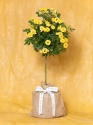 In Memory Yellow Rose Topiary