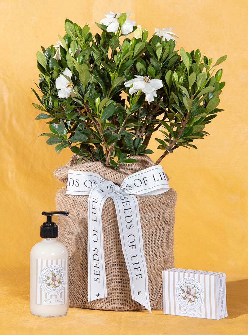 Soothing Gardenia & Almond Gift Set Seeds Of Life