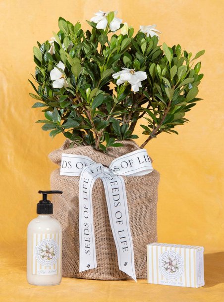 Graceful Gardenia & Lemon Gift Set