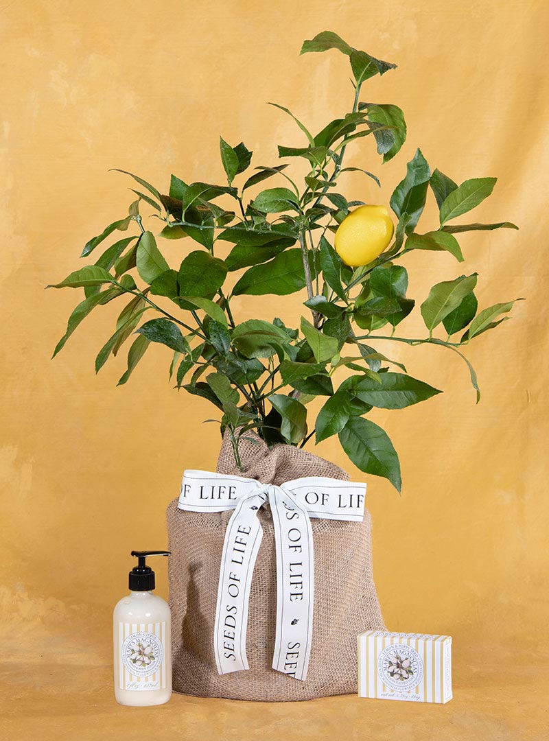One of A Kind Lemon Tree Gift Set Seeds Of Life