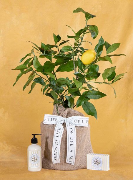 One of A Kind Lemon Tree Gift Set