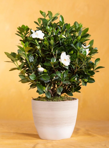 Mom's Potted Gardenia