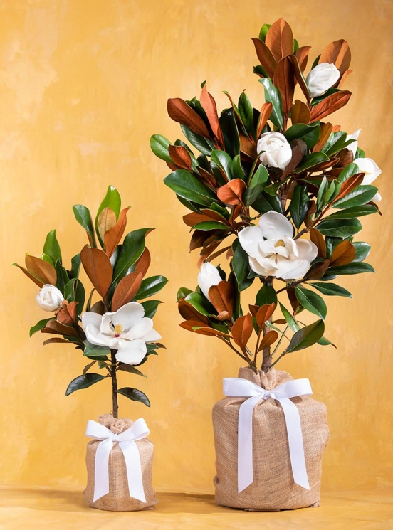 Mom's Southern Magnolia