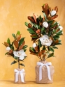 Mom's Southern Magnolia