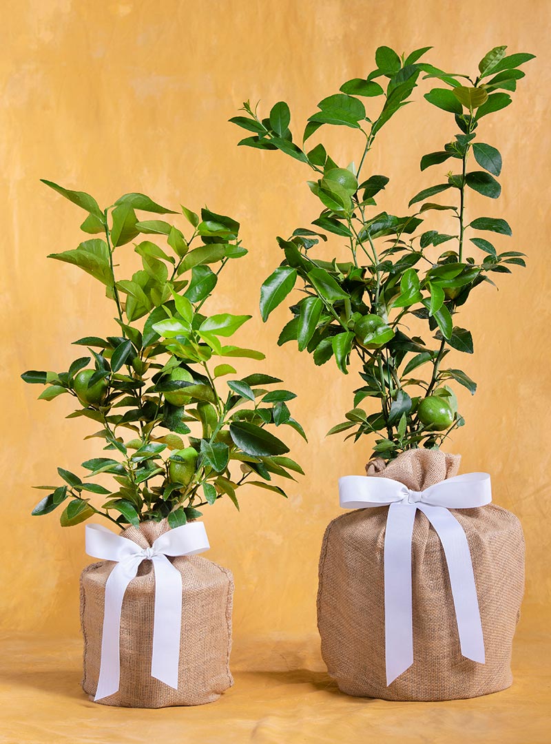 Mom's Delicious Lime Tree