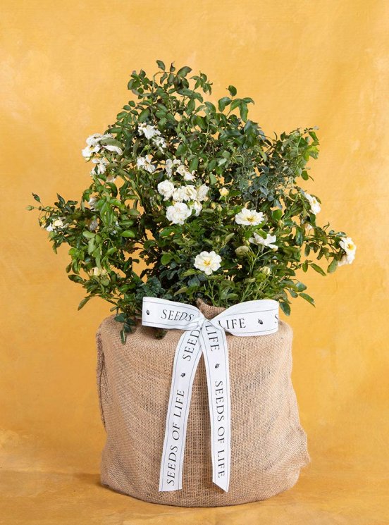 Mom's White Rose Gift: Seeds Of Life