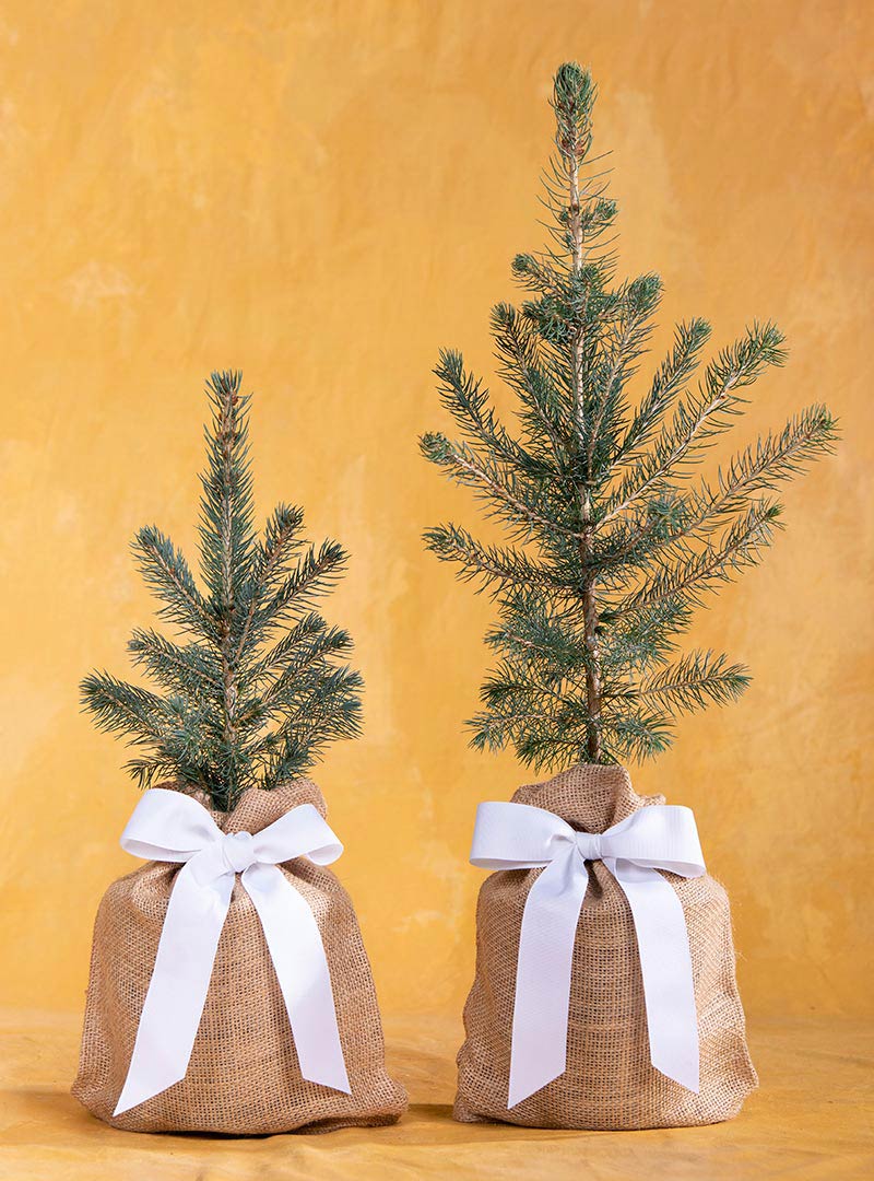 Blue Spruce Memorial Tree