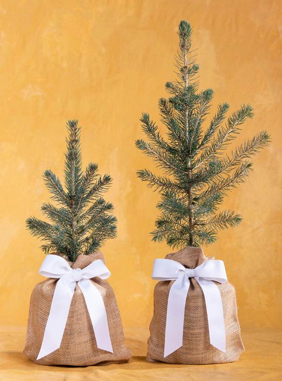 Blue Spruce Memorial Tree