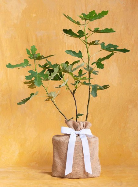 In Sympathy Fruitful Fig Gift Tree