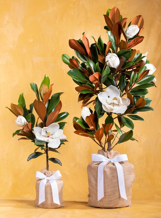 Southern Magnolia Memorial Tree