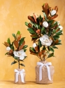 Southern Magnolia Memorial Tree