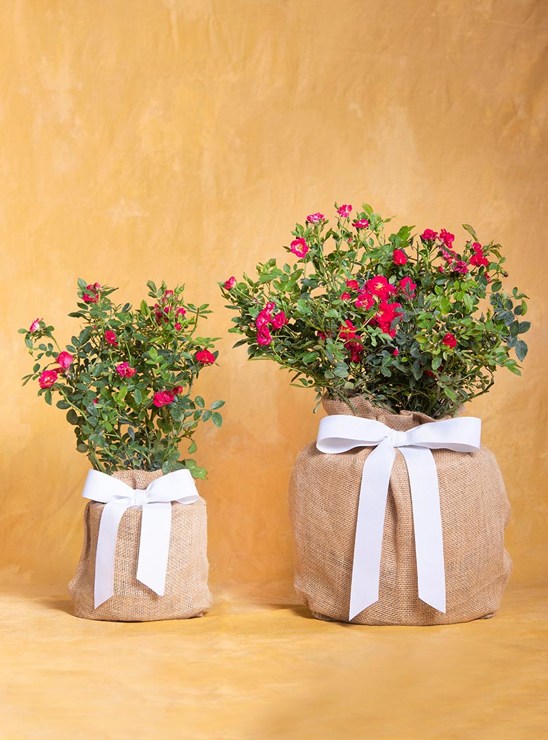 Potted Rose Plants, Gifts for Someone Special