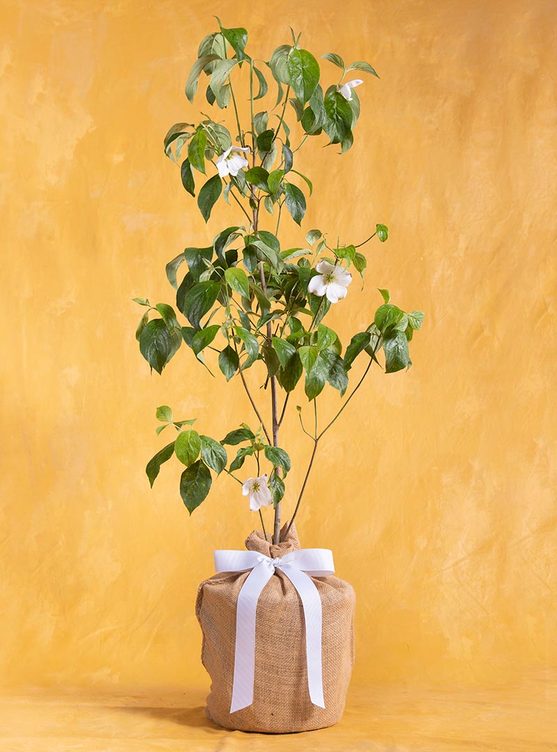 Pet Sympathy Dogwood Gift Tree Seeds Of Life