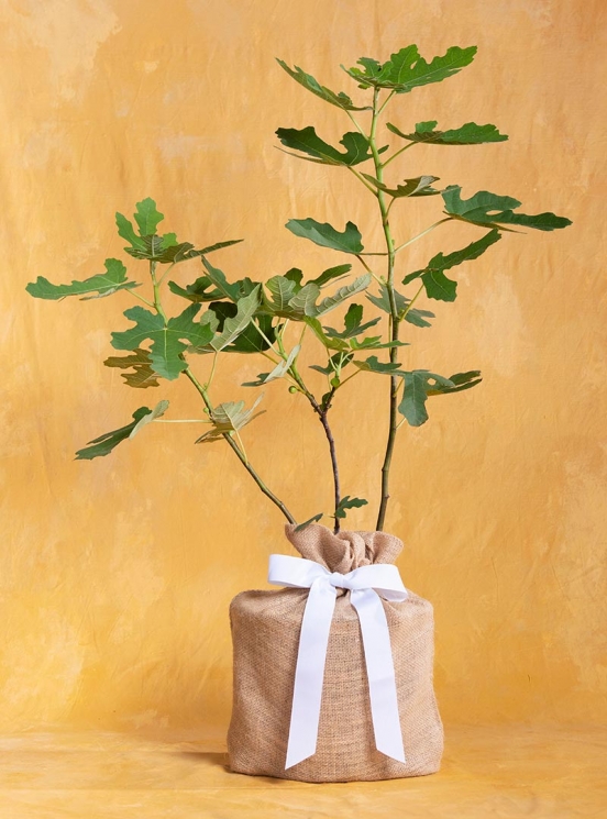 Housewarming Fruitful Fig Gift Tree: Seeds Of Life