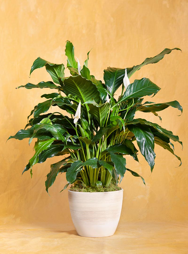 Perfect Calm Peace Lily Housewarming Plant Seeds Of Life