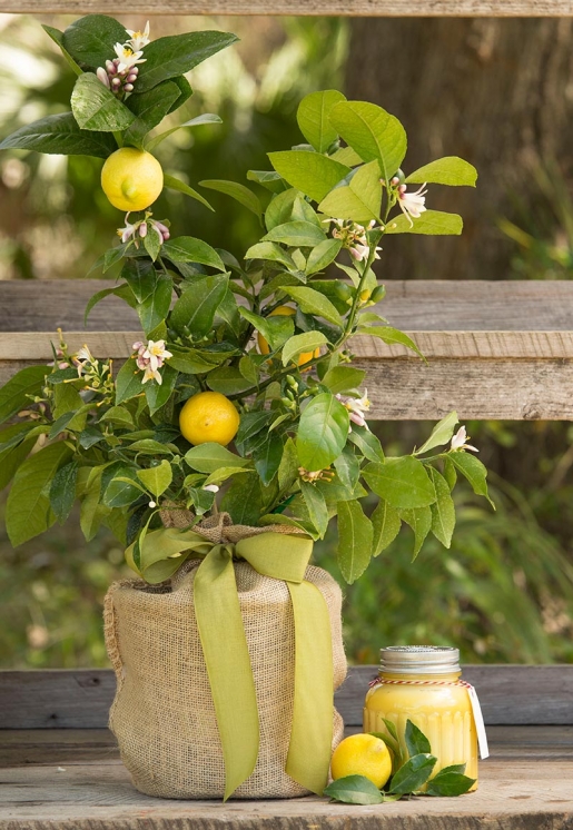 meyer lemon tree meyer lemon tree
