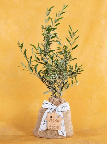 Housewarming Olive Tree