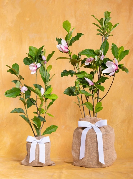 Birthday Magnolia Ann Tree