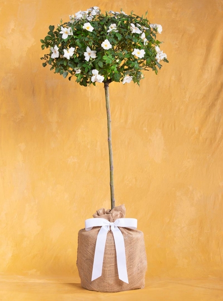 Birthday White Rose Topiary