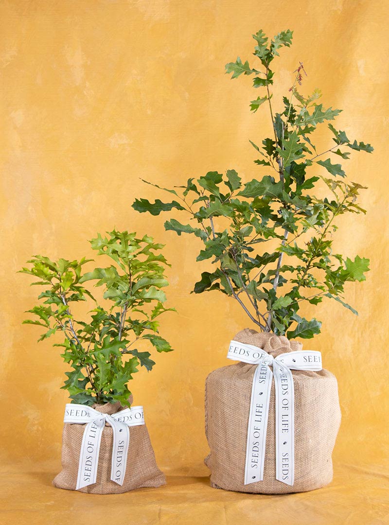 Enduring Oak Tree New Baby Boy Gift