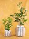 Enduring Oak Tree New Baby Boy Gift