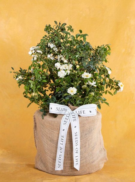 Baby Boy White Rose Tree