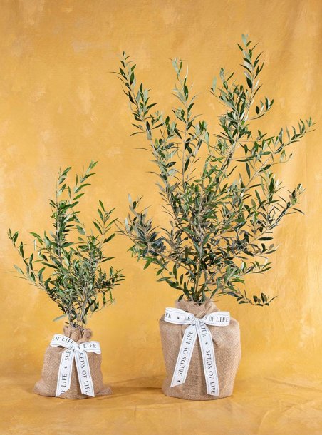 Just Because Olive Tree