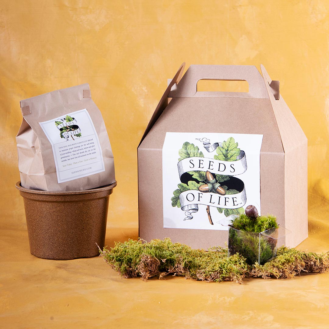 Growing Tree Kit Seeds Of Life
