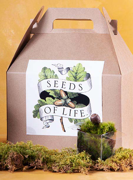 Housewarming Growing Tree Kit