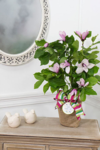 magnolia tree ann mom medium