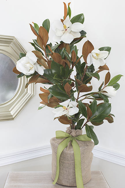 Seeds Of Life In Memory Southern Magnolia Tree Large