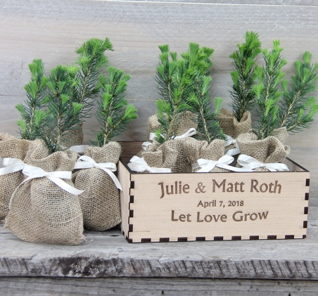 Pine Wedding Seedlings
