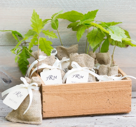 Oak Wedding Seedlings
