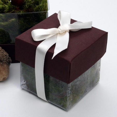 Brown Lid / Ivory Top Single Bow