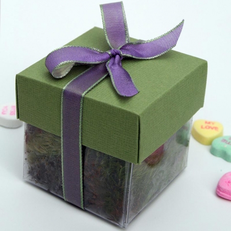 Pear Green Lid / Lavendar Top Single Bow