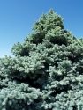 Blue Spruce Memorial Tree
