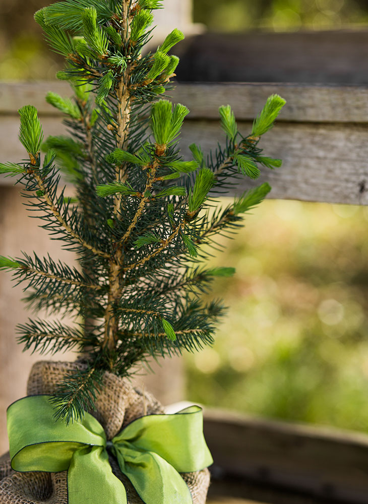 Blue Spruce Memorial Tree