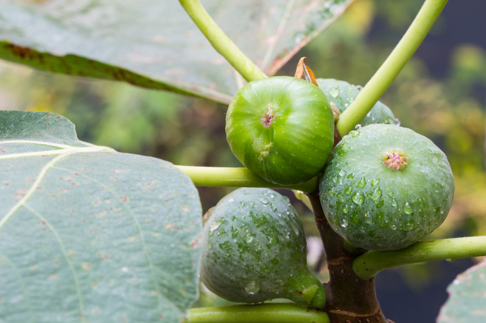 Doornen klep Maak een bed In Sympathy Fruitful Fig Gift Tree: Seeds Of Life