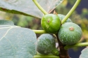 Birthday Fruitful Fig Gift Tree