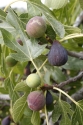 Birthday Fruitful Fig Gift Tree