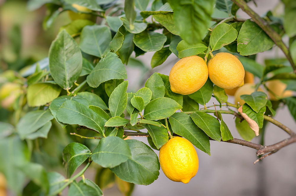 Holiday Meyer Lemon Tree