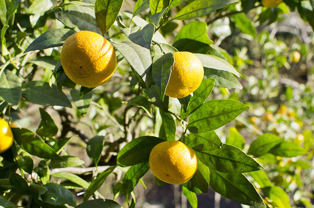 Holiday Meyer Lemon Tree