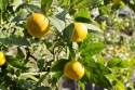 Holiday Meyer Lemon Tree