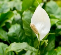 Perfect Calm Peace Lily Memorial Plant
