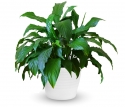 Perfect Calm Peace Lily Memorial Plant