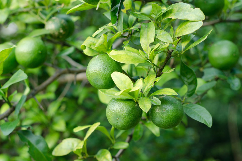 Mom's Delicious Lime Tree