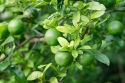 Mom's Delicious Lime Tree