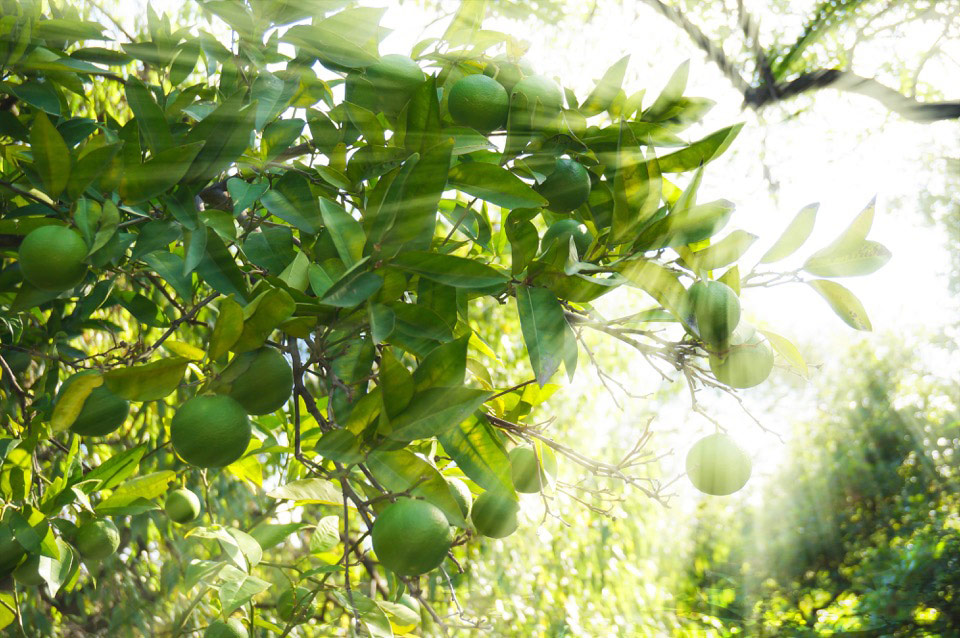 Mom's Delicious Lime Tree