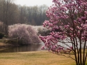 Housewarming Magnolia Ann Tree
